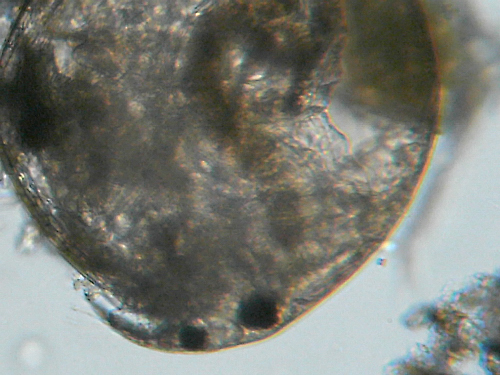Microscopia nel fiume Greve